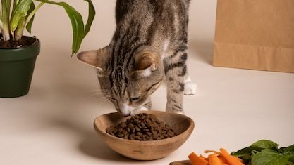 Alimentos para gatos