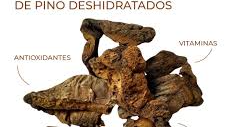 Hongo de pino. (Boletus)
