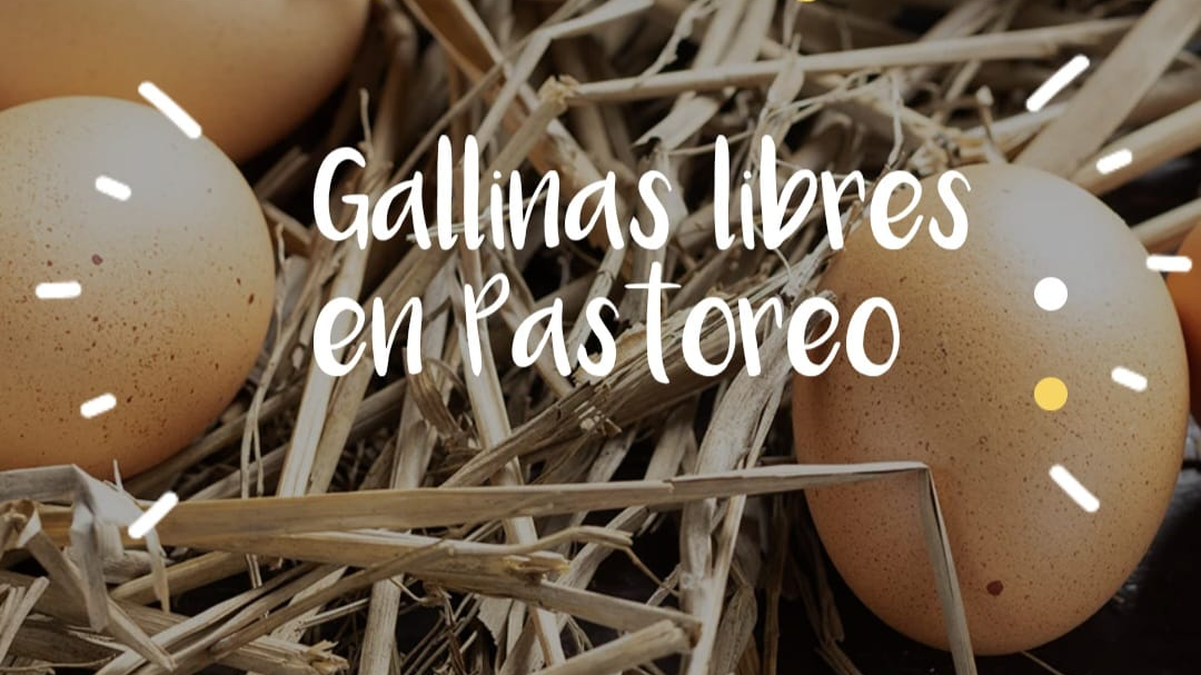 Huevos de gallinas libre en pastoreo