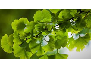GINKGO BILOBA. X 100g