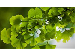 GINKGO BILOBA. X 100g