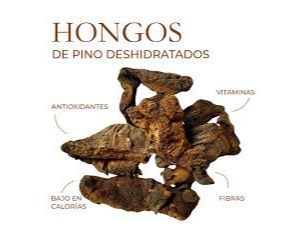 HONGO DE PINO. (BOLETUS)