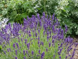 LAVANDA FLOR. X 100g