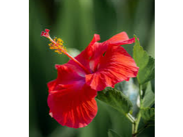 HIBISCUS FLOR. X 100g