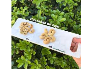 CASTAÑAS DE CAJU W 3. (Grandes)SIN SAL..