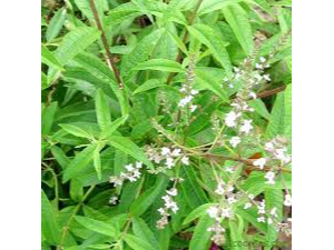 CEDRON HOJAS. X 100g