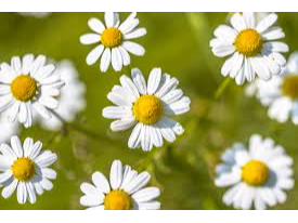 MANZANILLA, FLORES X 100g