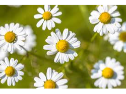 MANZANILLA, MEZCLA X 100g