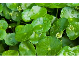 CENTELLA ASIATICA. X 100g