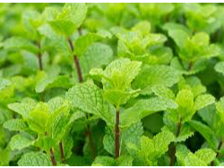 MENTA PIPPERMINT -Egipto- X 100g