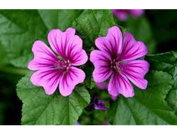 MALVA. 100g
