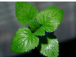 MENTA X 100g