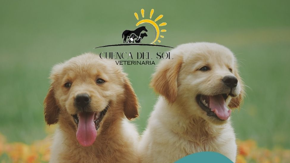 PEQUEÑOS  ANIMALES