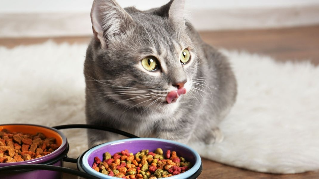 Alimento Balanceado GATO