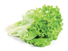 LECHUGA CRESPA 300 GR