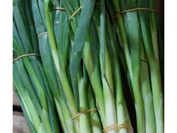 Cebollita de Verdeo Mazo Grande