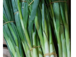 Cebollita de Verdeo Mazo Chico