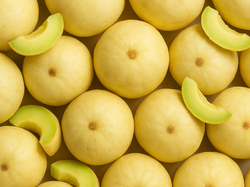 Melon Blanco xunidad