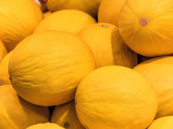 Melon Amarillo xunidad