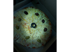 Provolone