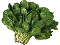 Espinaca INVIERNO