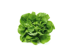 Lechuga Hidroponica Bolsa