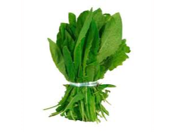 ACHICORIA ATADO / BOLSA