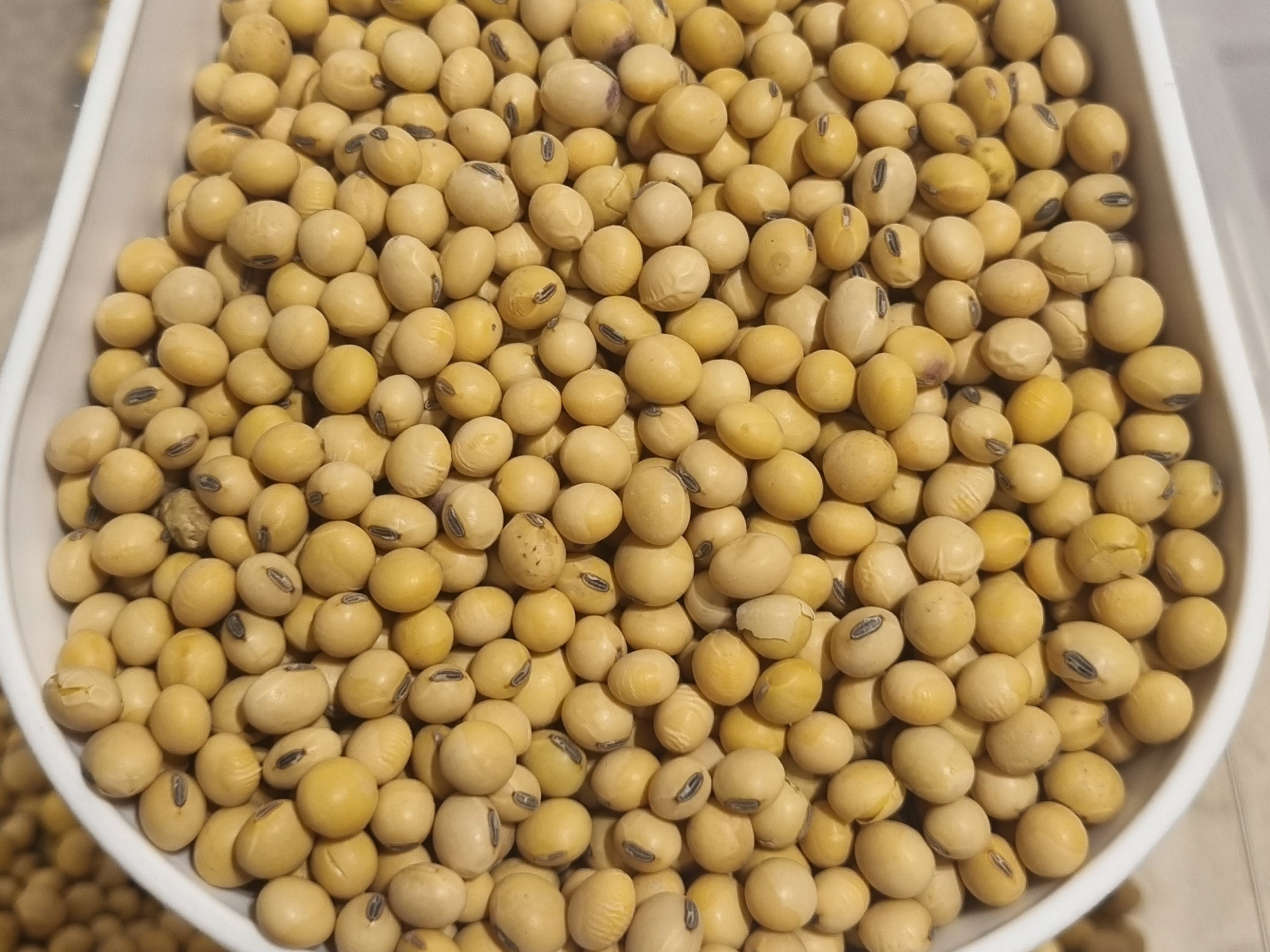 Porotos de soja