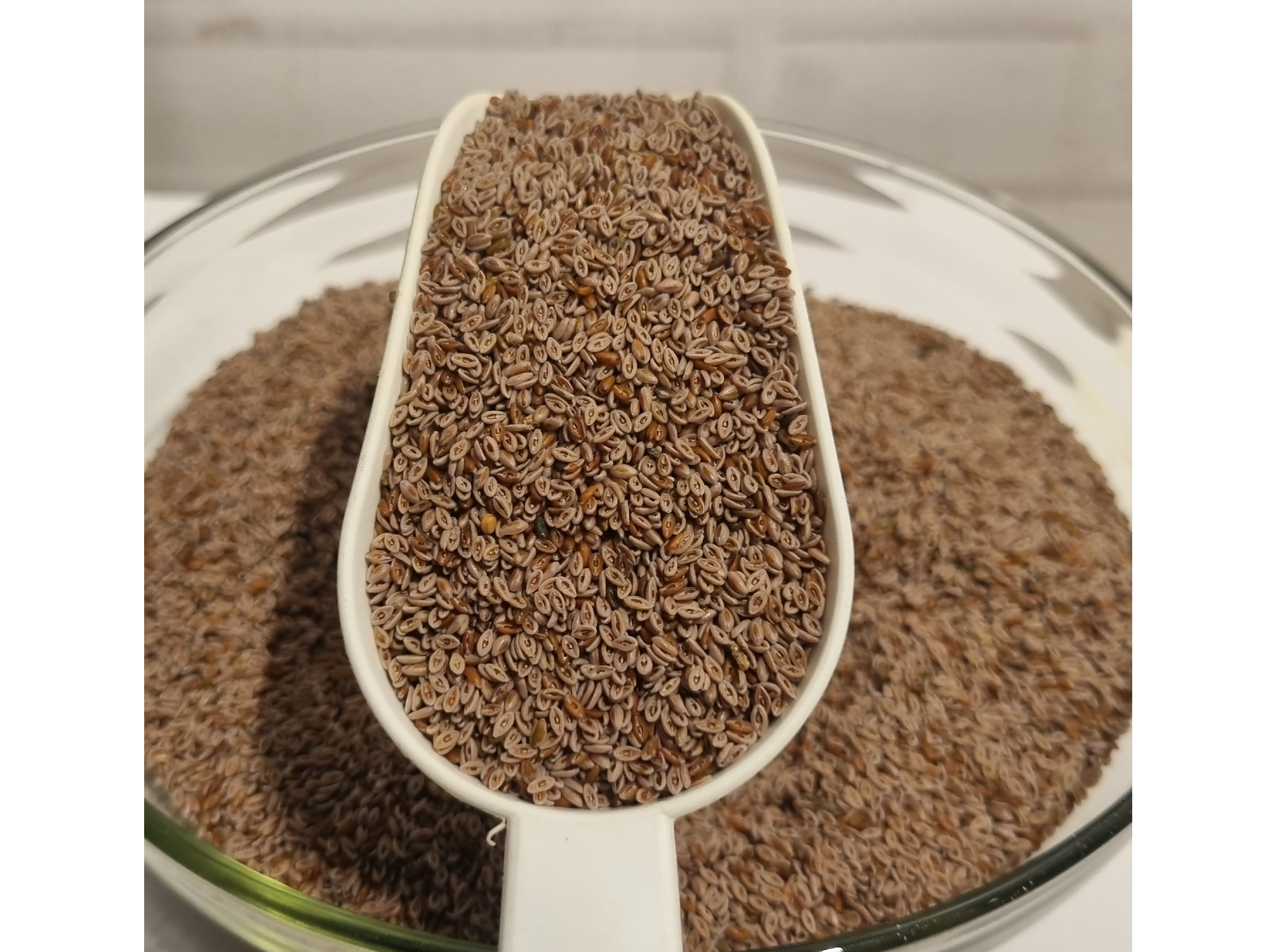 Psyllium