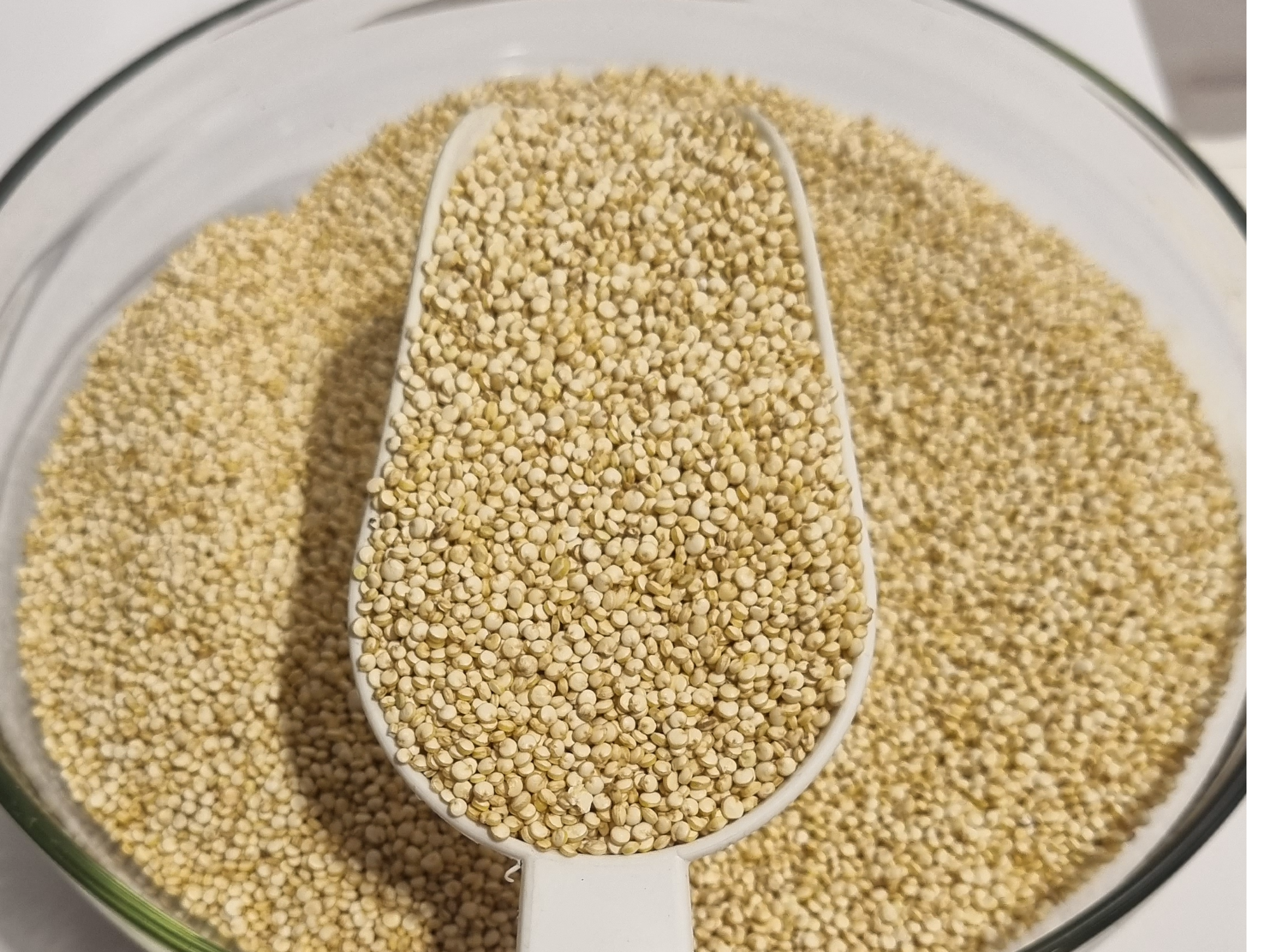 Quinoa