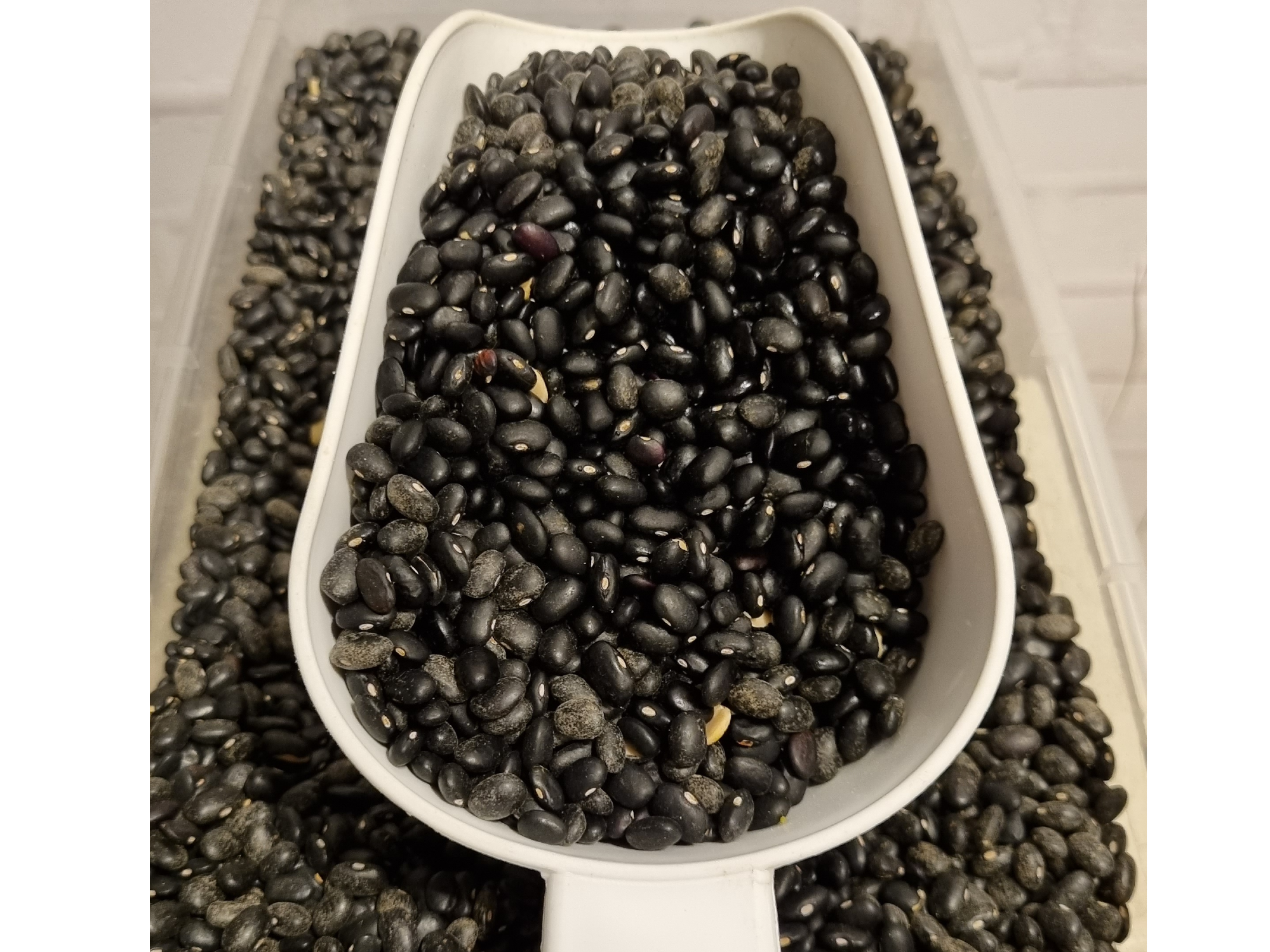 Porotos negros