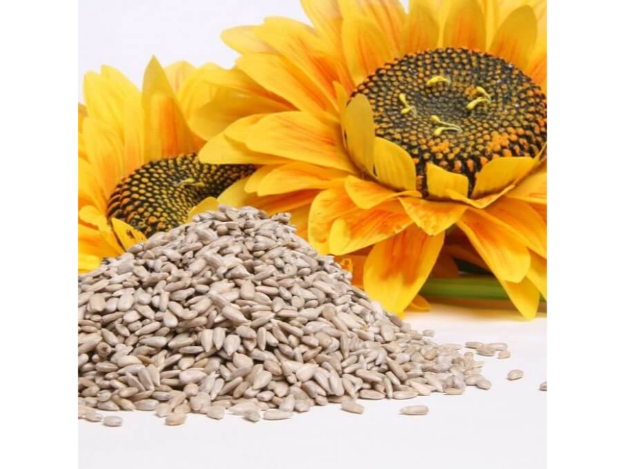 Semilla de Girasol A