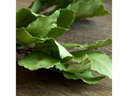 Laurel