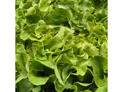 Lechuga Manteca