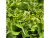 Lechuga Manteca