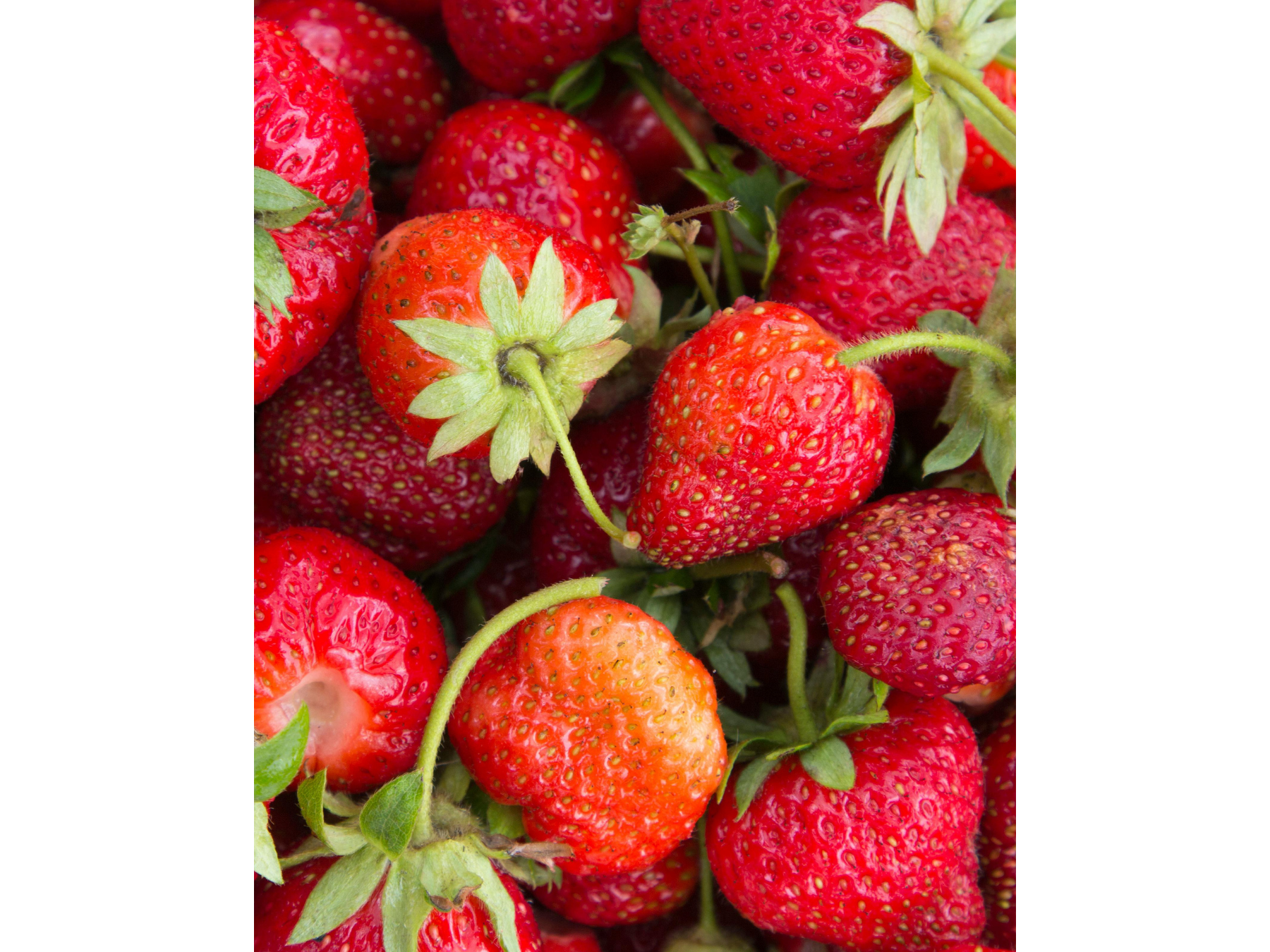 Frutilla de biOrg