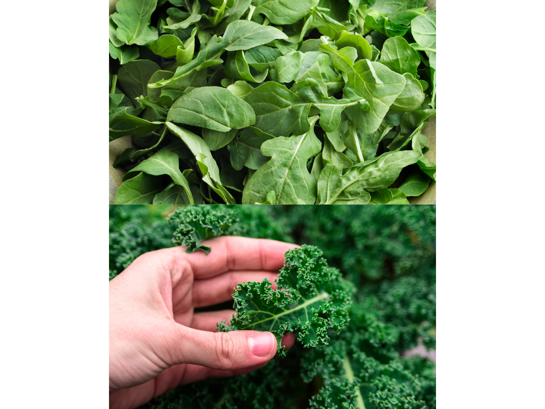 Rucula Lista + Kale