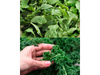 Rucula Lista + Kale