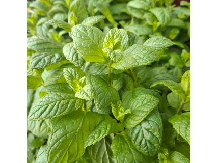 Menta