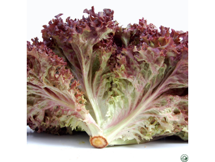 Lechuga Morada