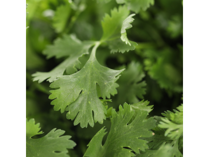 Cilantro