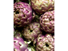Alcaucil Morado
