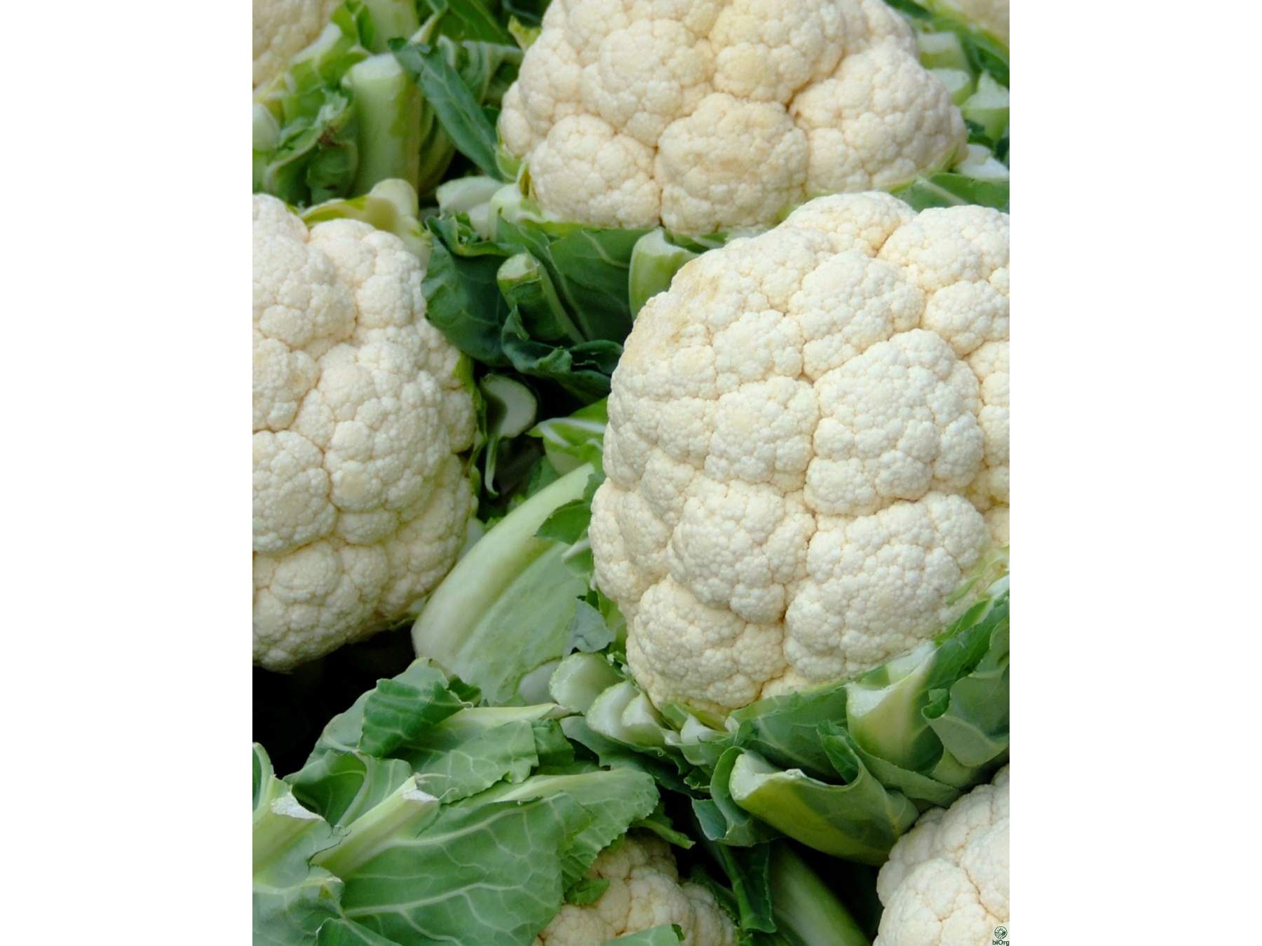 Coliflor
