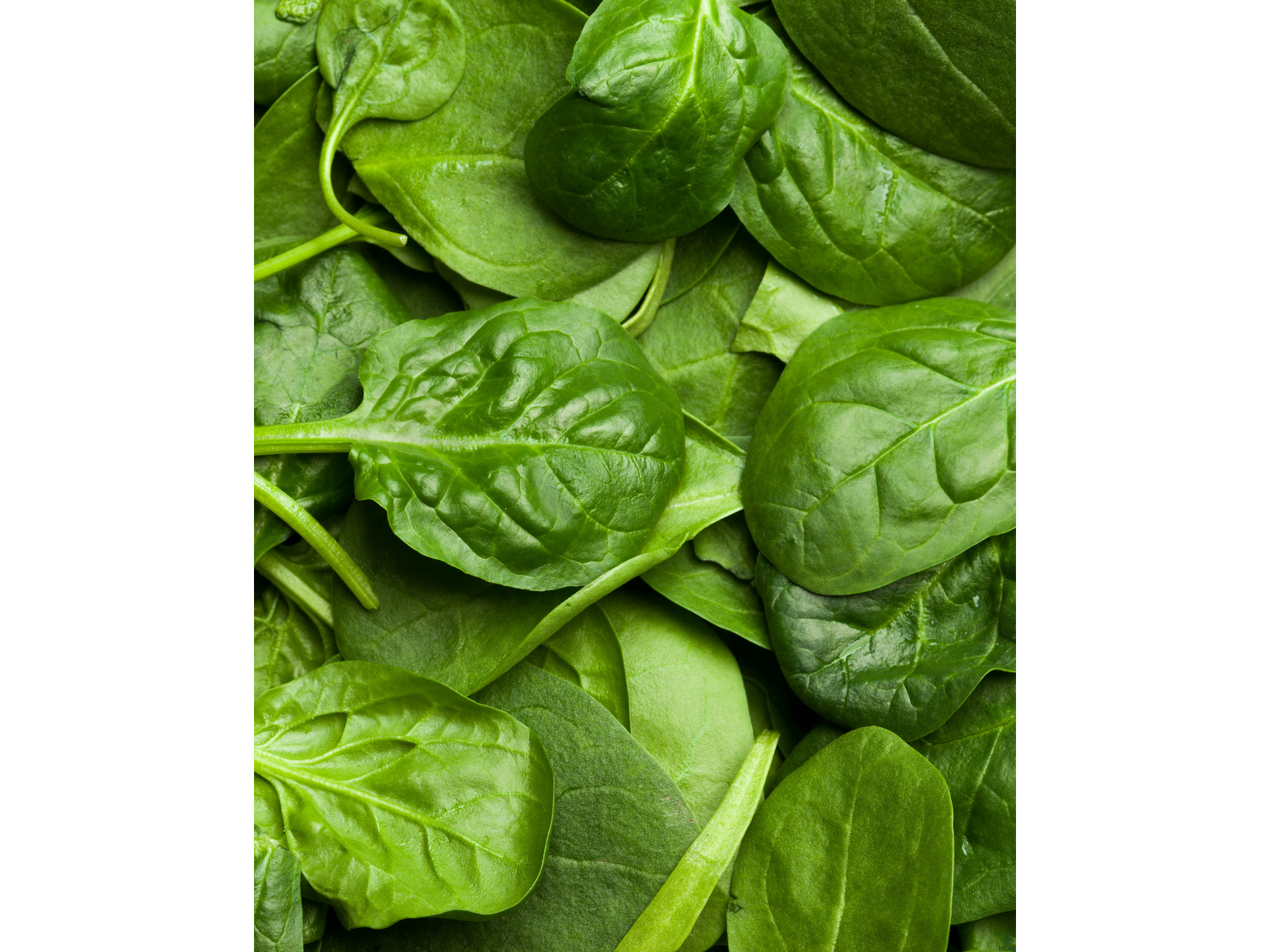 Espinaca