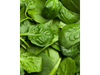 Espinaca