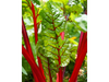 Acelga Colorada