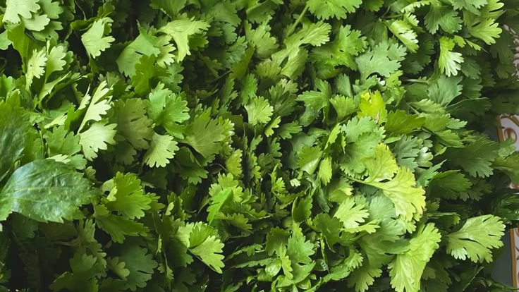 Hortalizas verduras y hojas