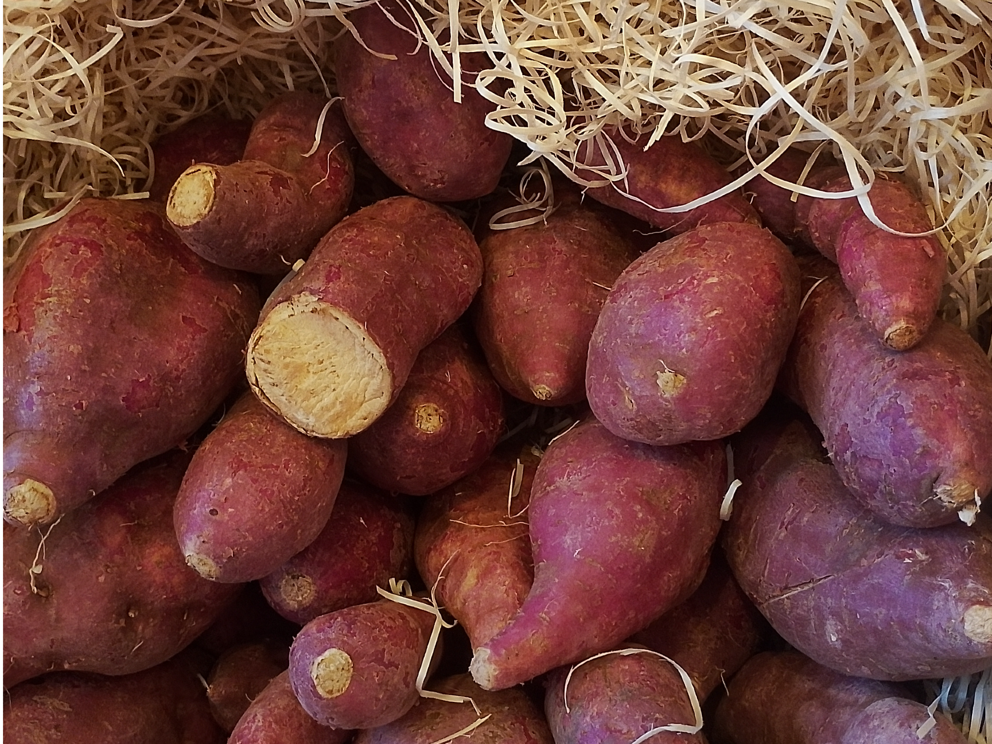 Camote