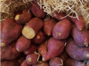 Camote