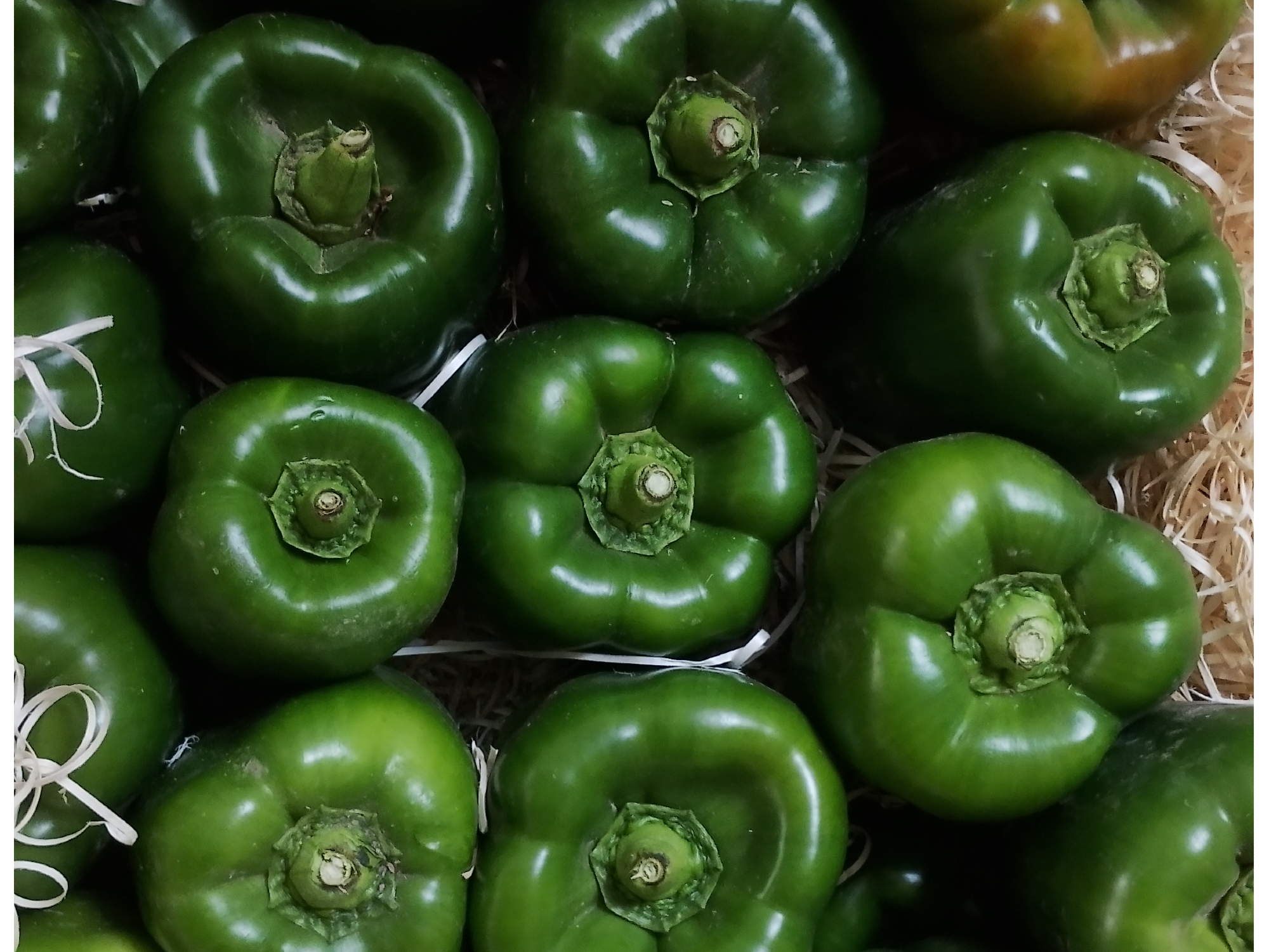 Pimiento verde norteño de 1° norteño
